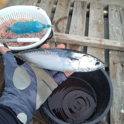 ソウダガツオ