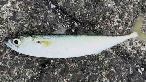 サバの釣果