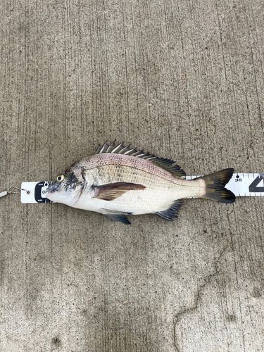 南芦屋浜ベランダ