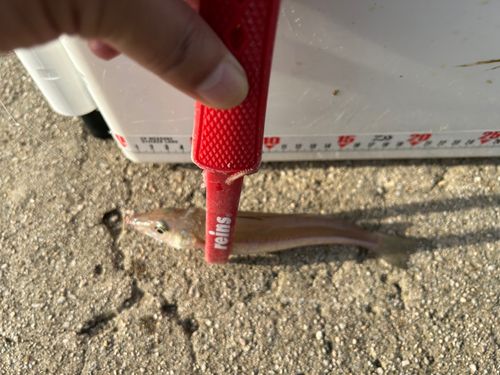 キスの釣果