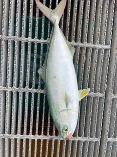 ワカシの釣果
