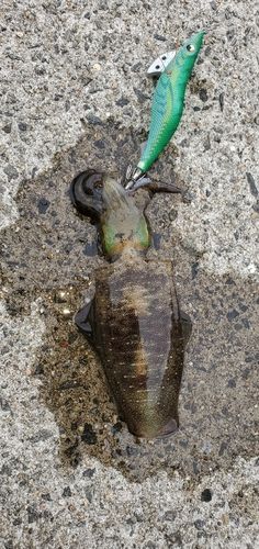 アオリイカの釣果