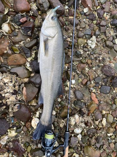 マルスズキの釣果
