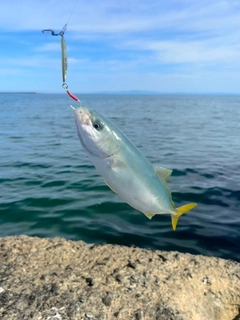 ワカシの釣果