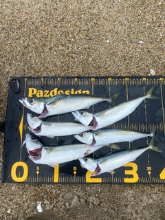 サバの釣果