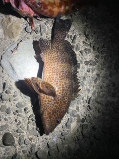 オオモンハタの釣果