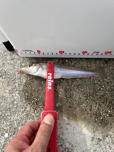 恵曇港