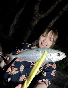 メアジの釣果