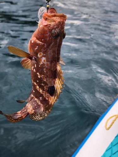 キジハタの釣果