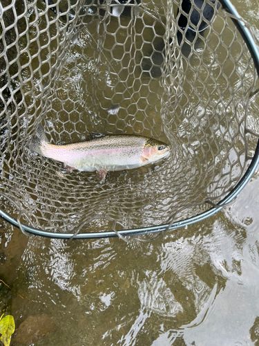ニジマスの釣果
