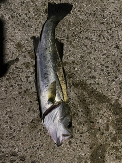 マルスズキの釣果