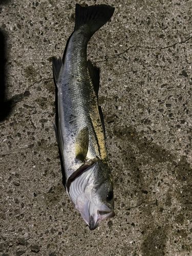 マルスズキの釣果