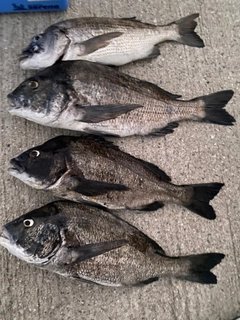 クロダイの釣果