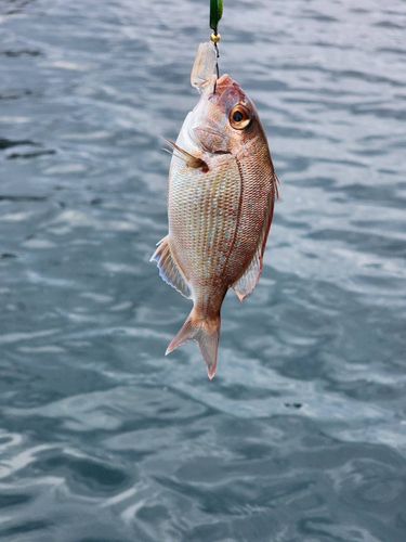 タイの釣果