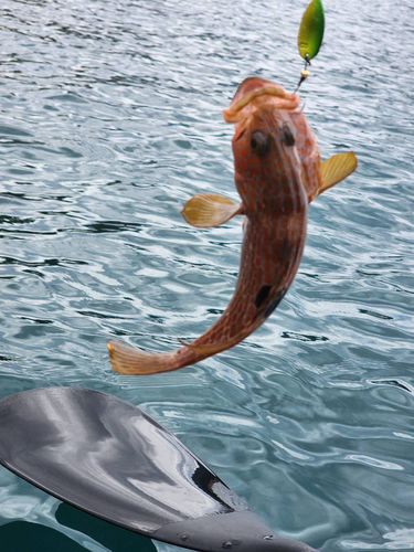 キジハタの釣果