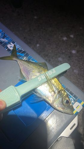 マアジの釣果