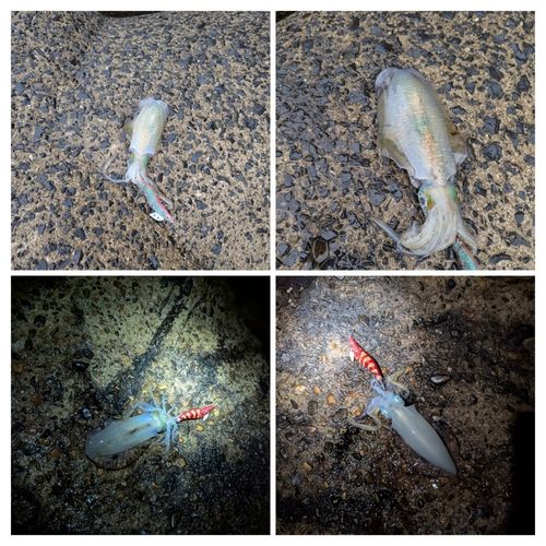 アオリイカの釣果