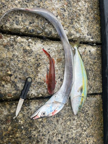 イナダの釣果