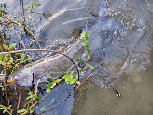 アメリカナマズの釣果