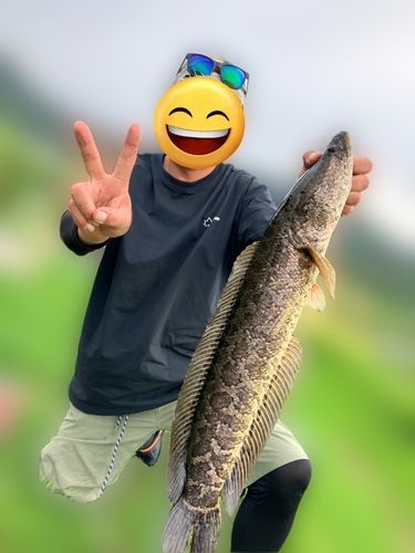 ライギョの釣果