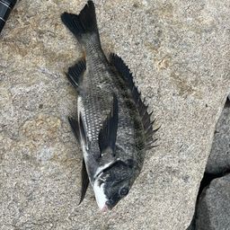 チヌ