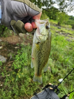 ラージマウスバスの釣果