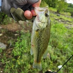 ラージマウスバス