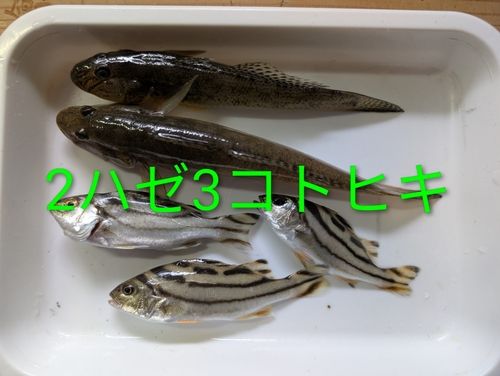 ハゼの釣果
