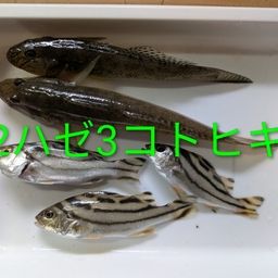 ハゼ