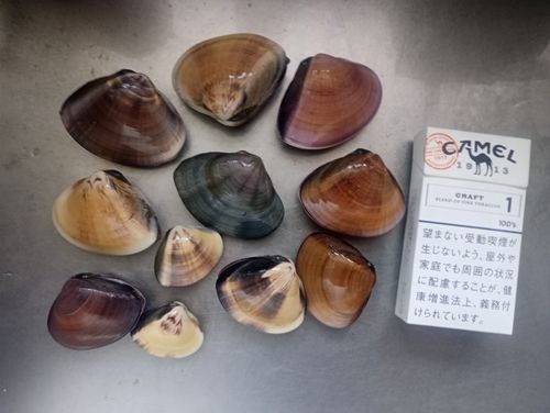 釣果