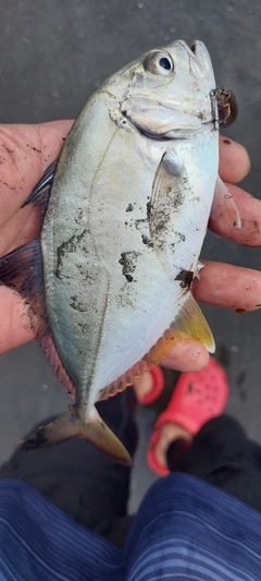 メッキの釣果