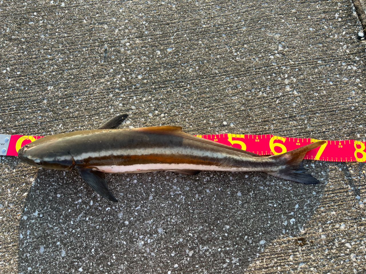 スギ