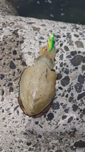 田ノ浦ビーチ