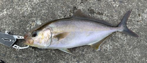 ショゴの釣果