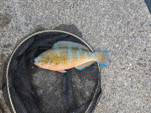 ヒブダイの釣果
