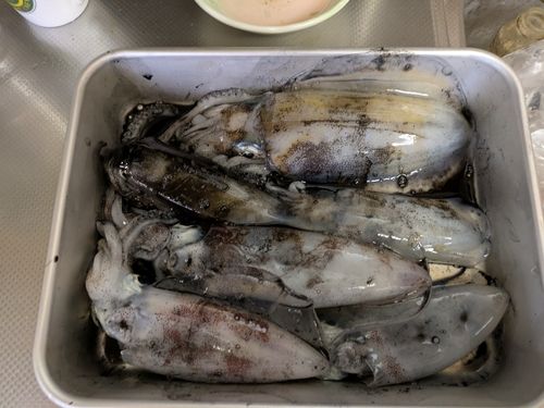 アオリイカの釣果