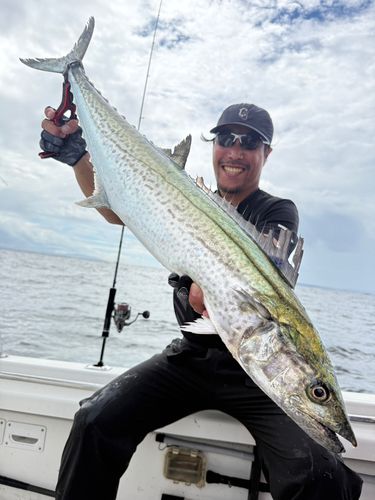 サワラの釣果