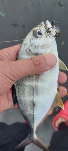 メッキの釣果