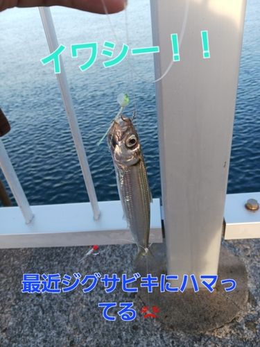 イワシの釣果