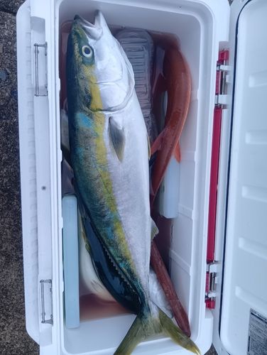 ハマチの釣果