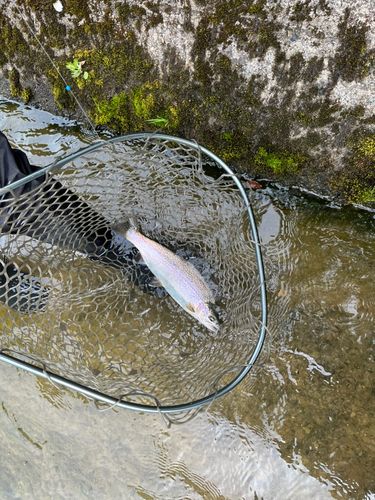 ニジマスの釣果