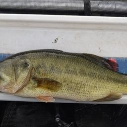 ラージマウスバス