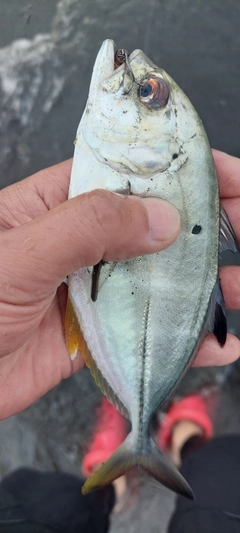 メッキの釣果