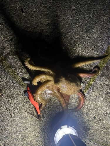 久慈湾