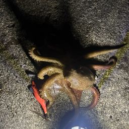 タコ