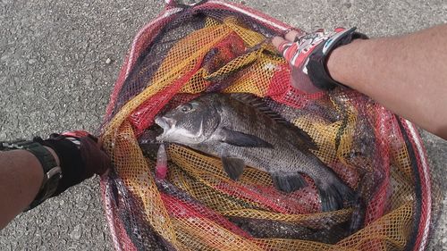 クロダイの釣果