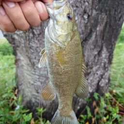 スモールマウスバス