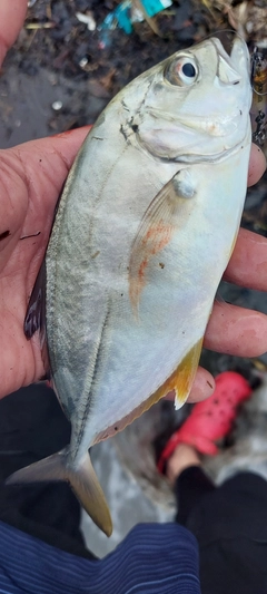 メッキの釣果