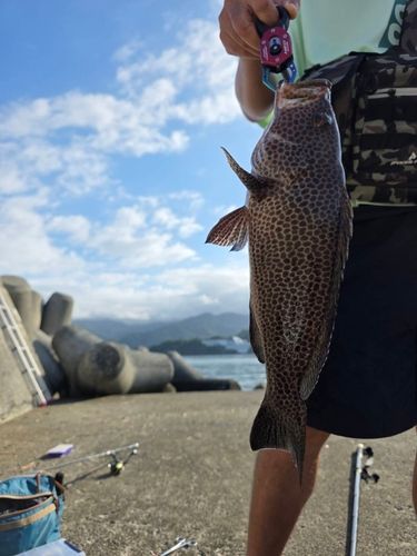 オオモンハタの釣果