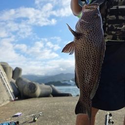 オオモンハタ